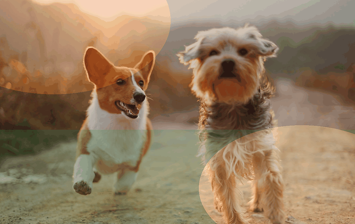 Animais - imagem principal